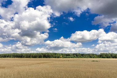 güzel yaz manzara. gökyüzünde alan ve bulutlar.