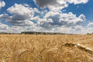 güzel yaz manzara. gökyüzünde alan ve bulutlar.