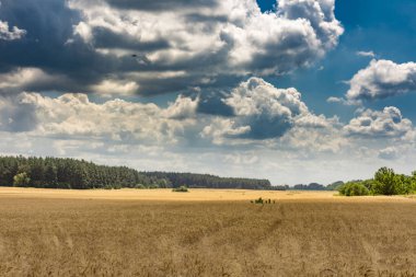 güzel yaz manzara. gökyüzünde alan ve bulutlar.