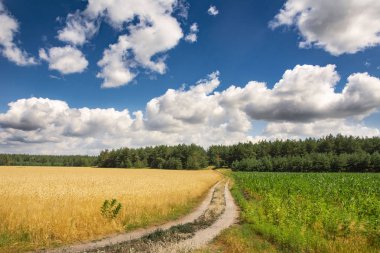 güzel yaz manzara. gökyüzünde alan ve bulutlar.