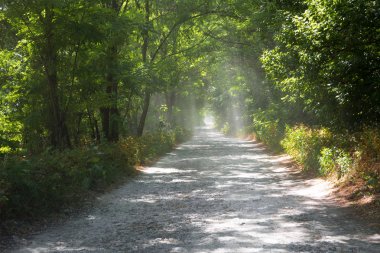ağaçlar ve yol ile manzara. bir ağaç tüneli. dallar aracılığıyla ışık ışınları.