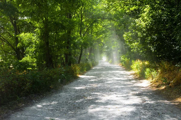 landscape with trees and the road. a tunnel of trees. rays of light through the branches.