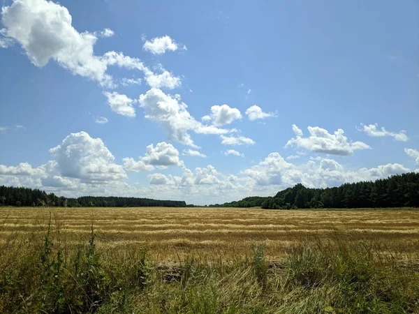 Sommerlandschaft Mit Weizenfeld Und Wolken Ernte Eines Weizenfeldes Sommer — Stockfoto