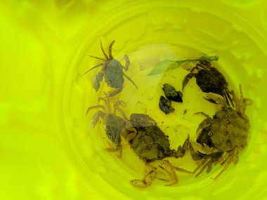 El üzerinde küçük yengeç, deniz yengeç