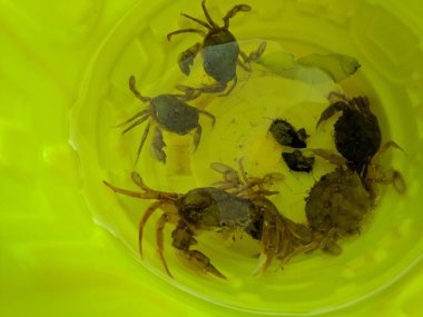 El üzerinde küçük yengeç, deniz yengeç