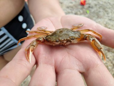 El üzerinde küçük yengeç, deniz yengeç