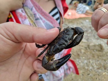 El üzerinde küçük yengeç, deniz yengeç