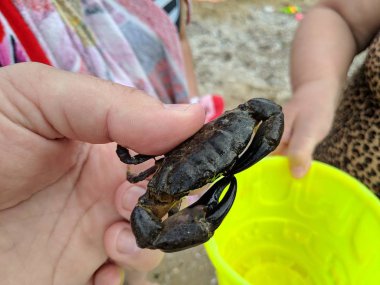 El üzerinde küçük yengeç, deniz yengeç