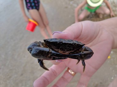 El üzerinde küçük yengeç, deniz yengeç