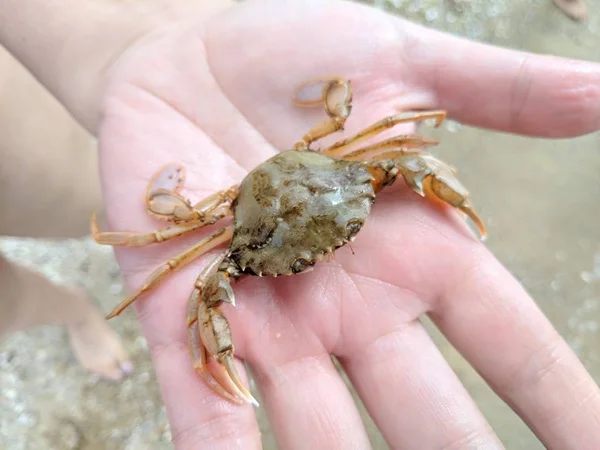 Kleine Krabbe Zur Hand Meereskrabbe — Stockfoto