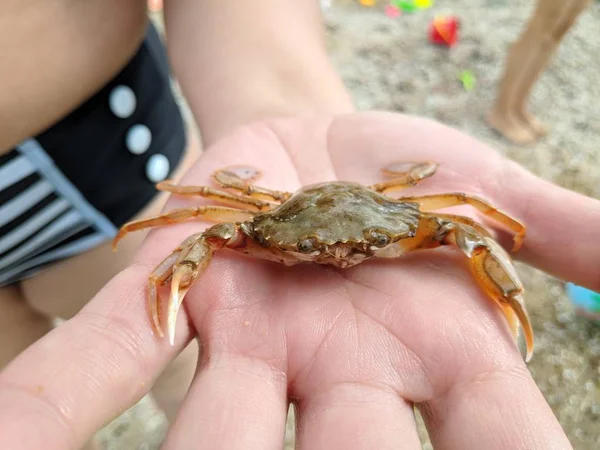 small crab on hand, sea crab