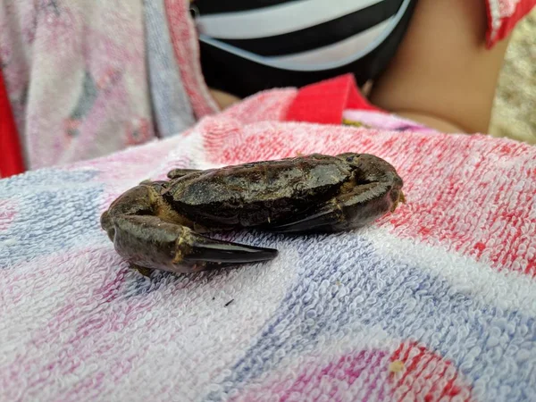 small crab on hand, sea crab