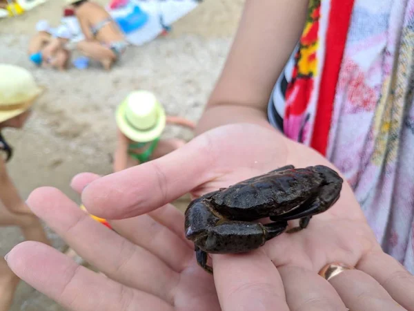 small crab on hand, sea crab