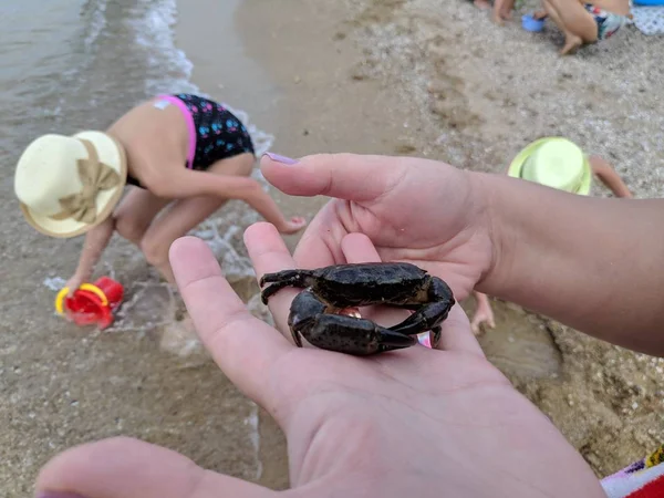 Kleine Krabbe Zur Hand Meereskrabbe — Stockfoto