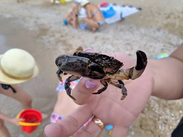 Kleine Krabbe Zur Hand Meereskrabbe — Stockfoto