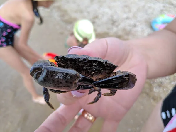 Small Crab Hand Sea Crab — Stock Photo, Image