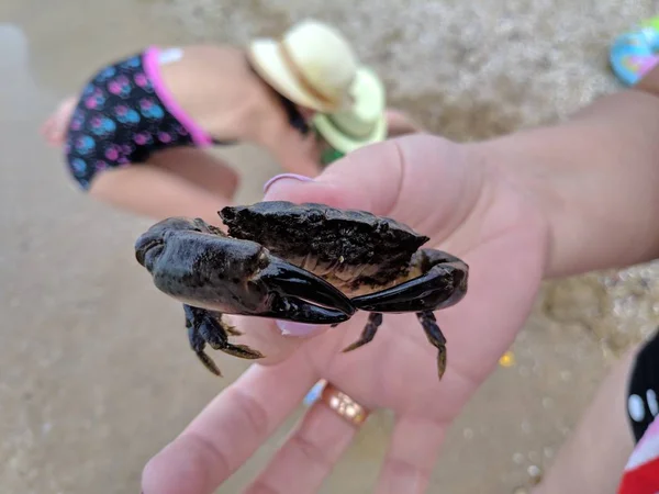 small crab on hand, sea crab