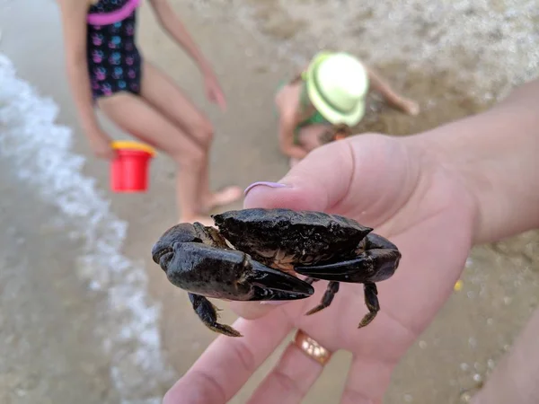 small crab on hand, sea crab