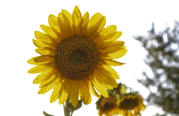 Schöne Sonnenblumen Sonnenblumenfeld Bei Sonnenuntergang — Stockfoto