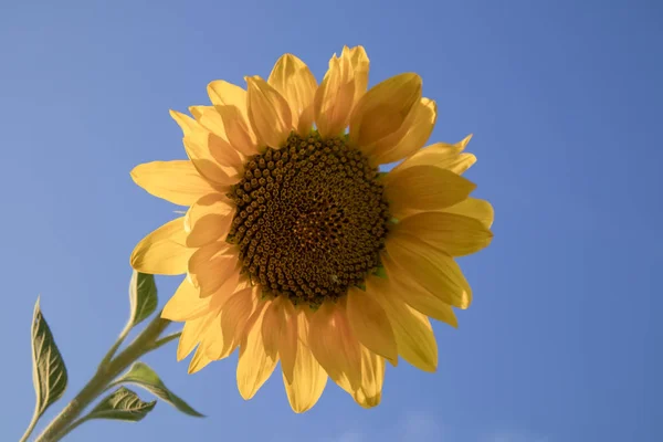 Schöne Sonnenblumen Sonnenblumenfeld Bei Sonnenuntergang — Stockfoto