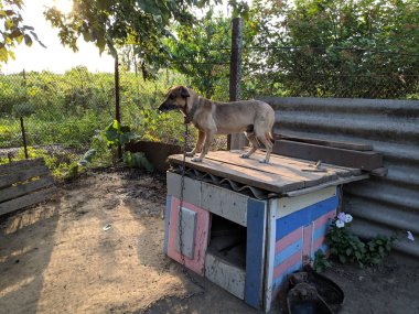 bir zincir üzerinde köpek. Doghouse.