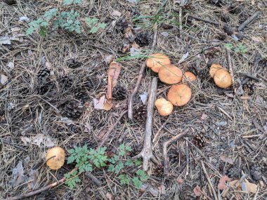 ormandaki kahverengi mantar