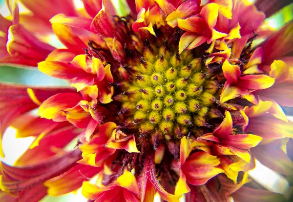 Kırmızı Ekinezya Çiçeği Yakın Çekim — Stok fotoğraf