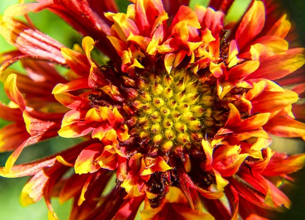 Kırmızı Ekinezya Çiçeği Yakın Çekim — Stok fotoğraf
