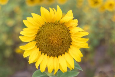 güzel ayçiçeği. ayçiçeği yaprakları ve tohumları