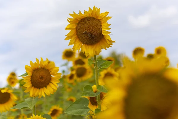 Beautiful Sunflower Sunflower Petals Seeds — Stock Photo, Image