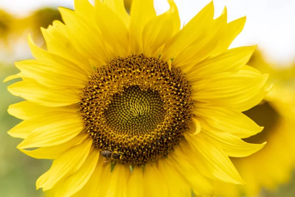 Schöne Sonnenblume Sonnenblumenblätter Und Samen — Stockfoto