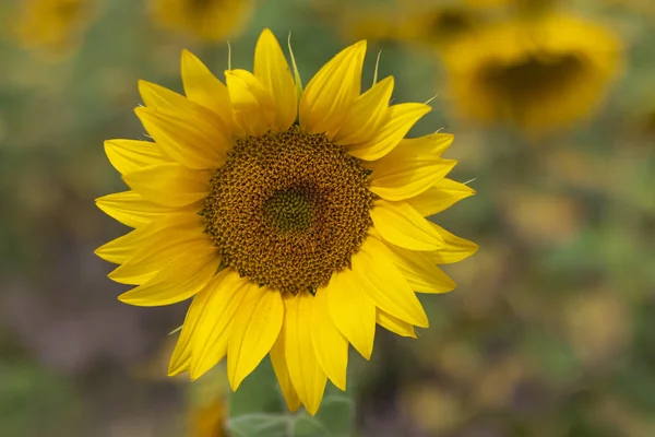 Schöne Sonnenblume Sonnenblumenblätter Und Samen — Stockfoto