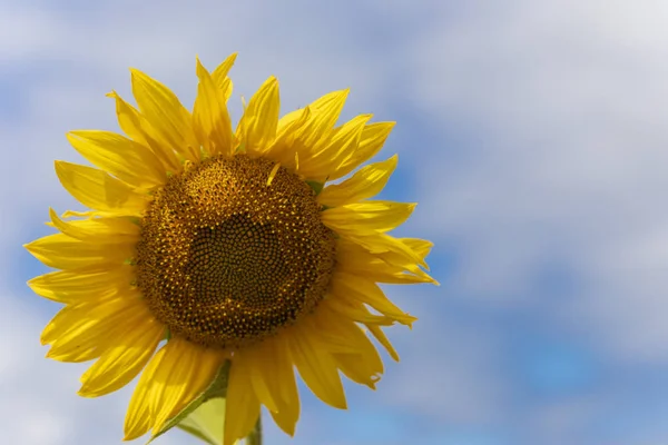 Schöne Sonnenblume Sonnenblumenblätter Und Samen — Stockfoto
