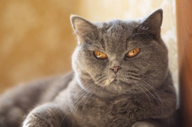 kedi gözleri ve yüz. gri İngiliz kedi.