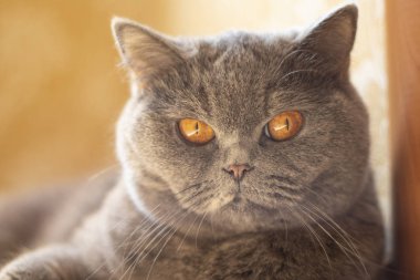 kedi gözleri ve yüz. gri İngiliz kedi.
