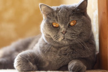 kedi gözleri ve yüz. gri İngiliz kedi.