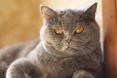 kedi gözleri ve yüz. gri İngiliz kedi.