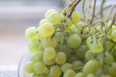 beyaz üzüm güzel demetleri. lezzetli üzüm