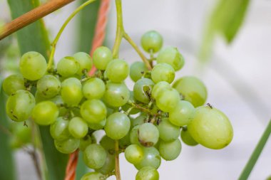 beyaz üzüm güzel demetleri. lezzetli üzüm