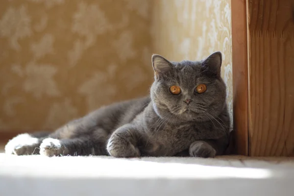 Ojos Cara Gato Gato Británico Gris —  Fotos de Stock