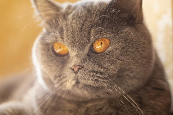 Cat Eyes Face Gray British Cat — Stock Photo, Image