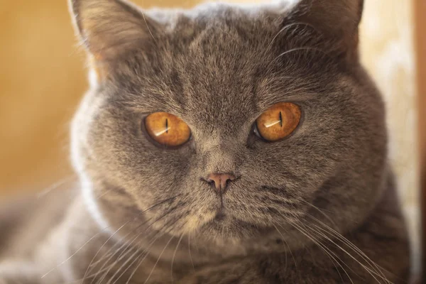 Ojos Cara Gato Gato Británico Gris —  Fotos de Stock