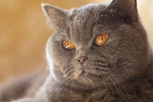 Olhos Gato Rosto Cinza Britânico Gato — Fotografia de Stock