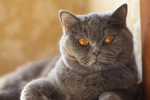 cat eyes and face. gray british cat.