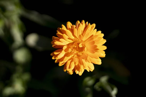 Krásnou Žlutou Oranžovou Květinu Letní Květina — Stock fotografie