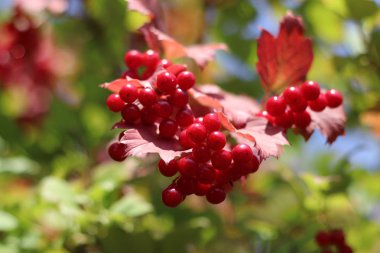 viburnum güzel kümeleri. çilek ve sirkem yaprakları.