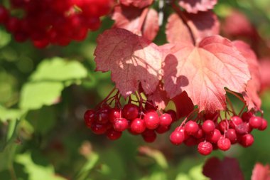 viburnum güzel kümeleri. çilek ve sirkem yaprakları.