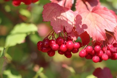 viburnum güzel kümeleri. çilek ve sirkem yaprakları.
