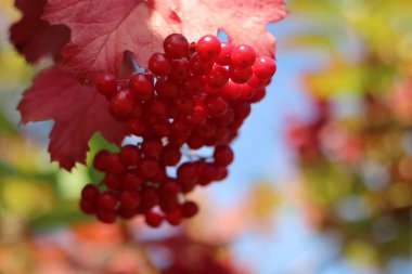 viburnum güzel kümeleri. çilek ve sirkem yaprakları.
