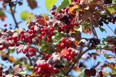viburnum güzel kümeleri. çilek ve sirkem yaprakları.